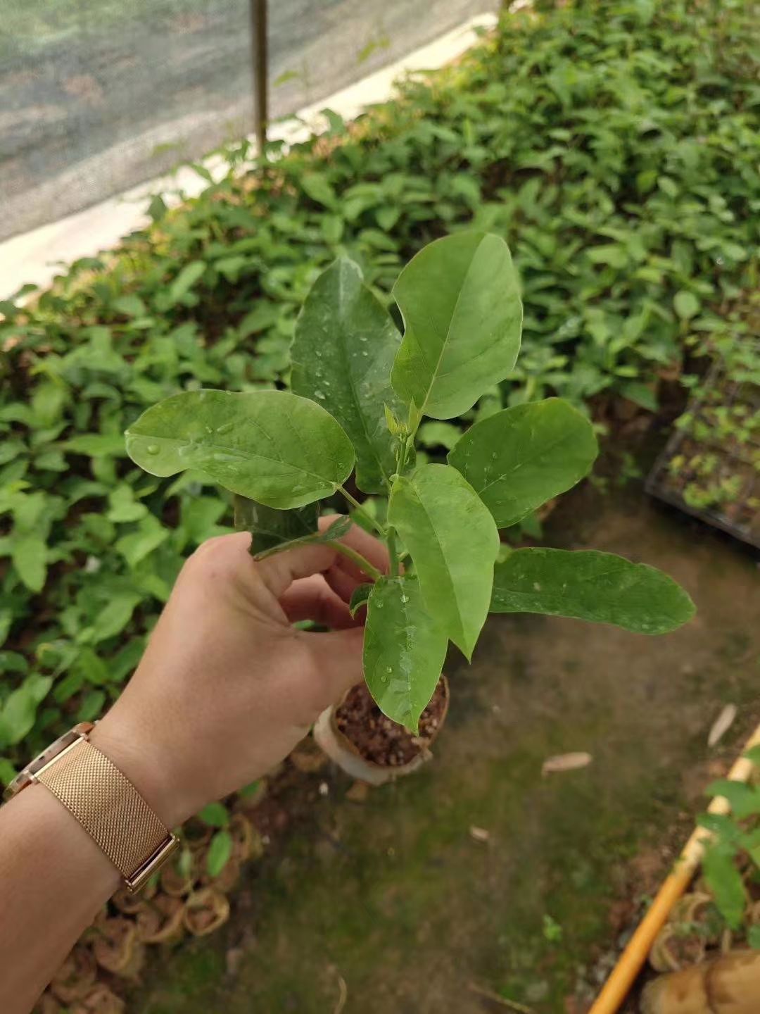 荔枝味百香果苗 綠皮荔枝味百香果，香甜口味，嫁接苗，扦插苗，高產，易成活