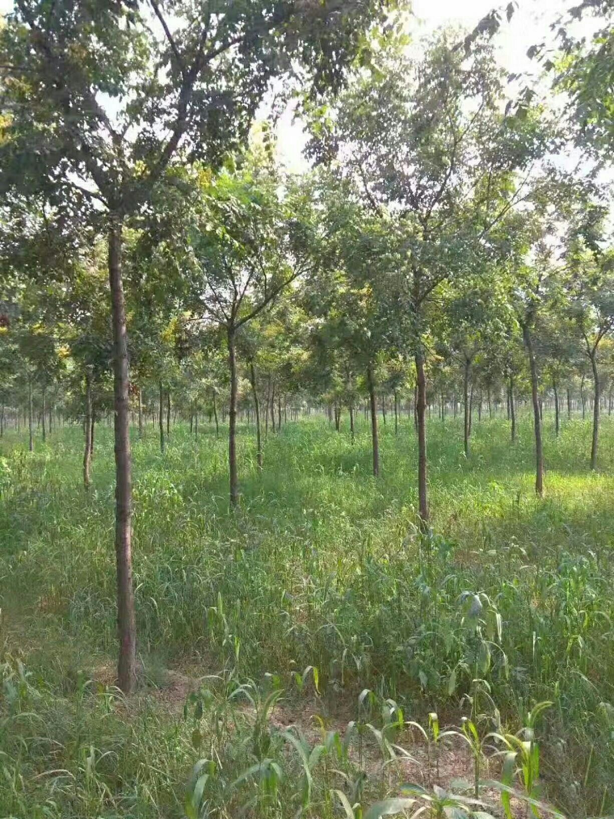  基地供应4一20公分粗黄山栾树北栾树园林绿化行道树庭院植物