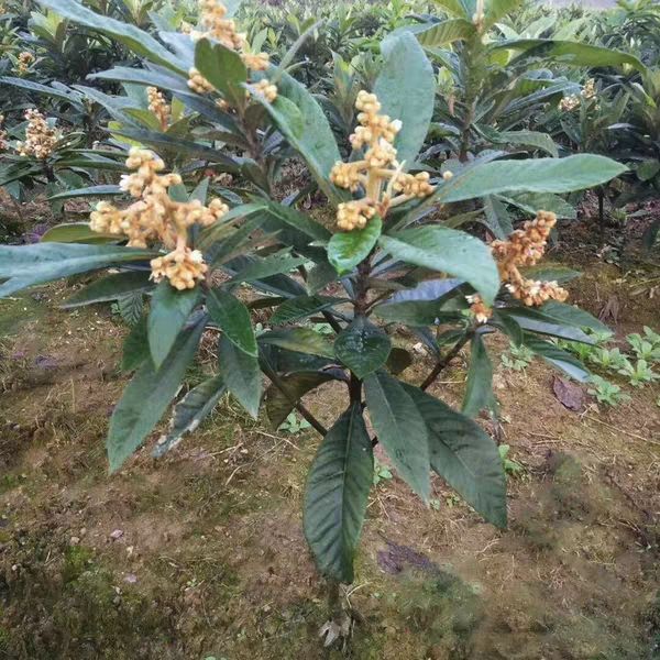 大红袍枇杷苗 枇杷苗嫁接大五星特大无核南方北方种植盆栽白玉琵琶树苗当年结果