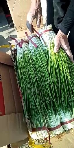昌图县东北蒜苗 40 - 45cm