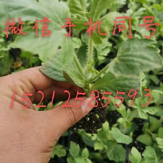 宿州龙卷风西瓜苗  诚信经营，价格美丽，质量信用有保障！
