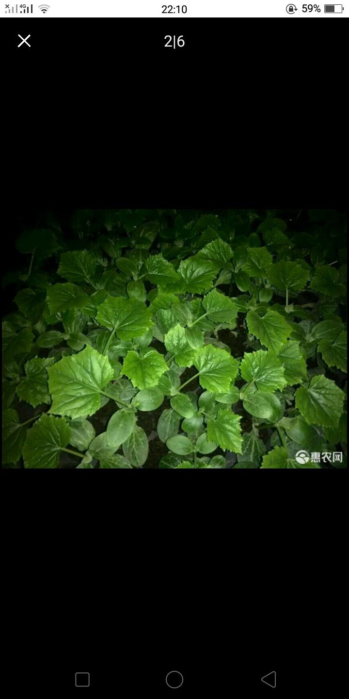  美都西瓜苗，苗壮苗齐，成活率高