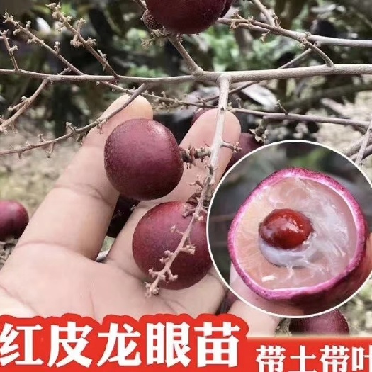 灵山县 红皮龙眼苗