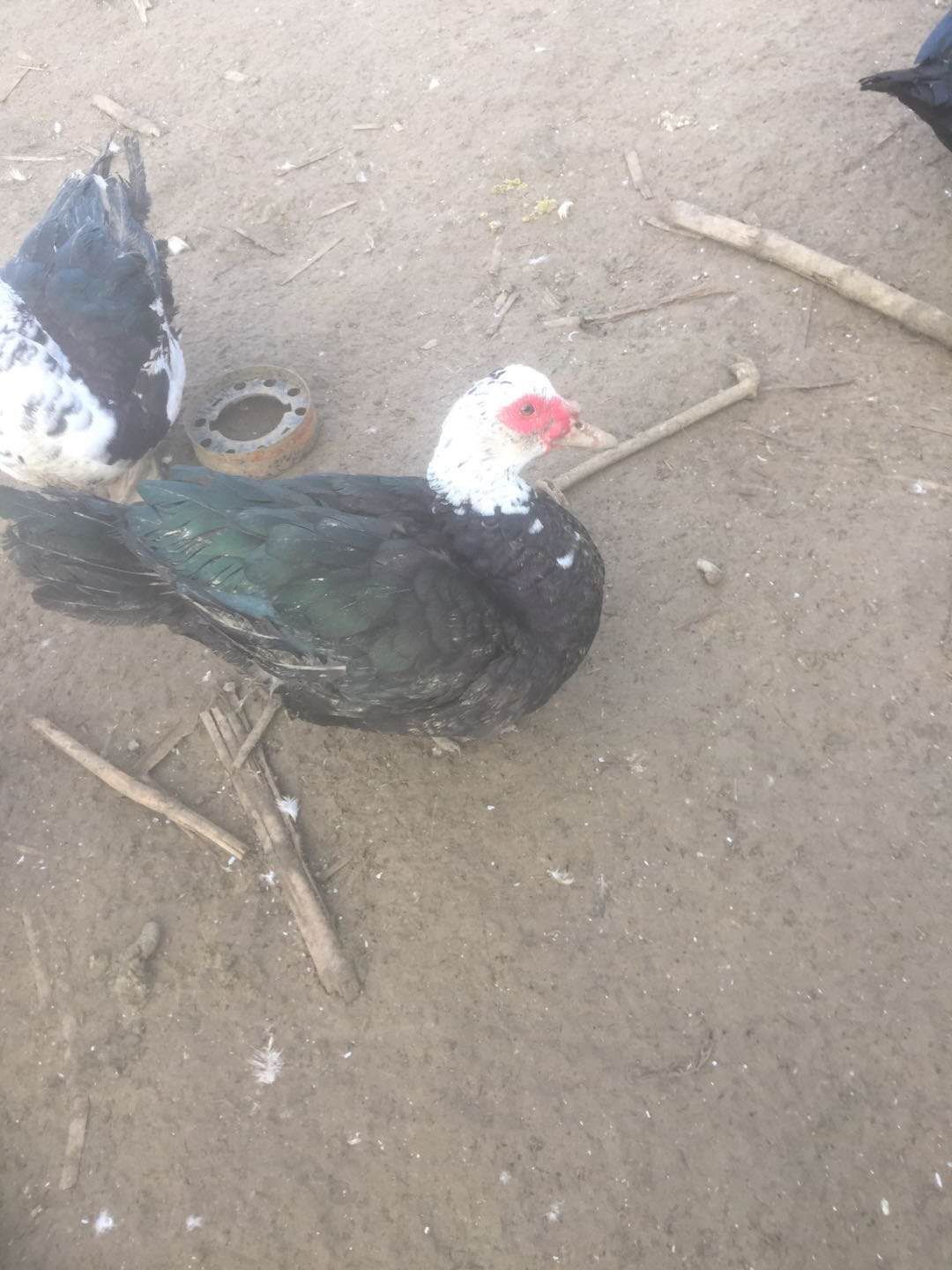  品质火鸭，一百七十天以上！个个大红脸！