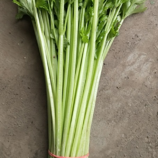 阳谷县山芹 55~60cm 0.5斤以下 大棚种植