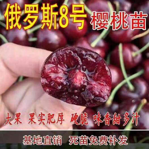 平邑县俄罗斯8号樱桃苗，抗寒，丰产，果肉甜香味浓，6月上旬成熟