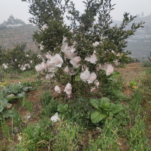 青神县耙耙柑 味甜，颜色红，果子大个