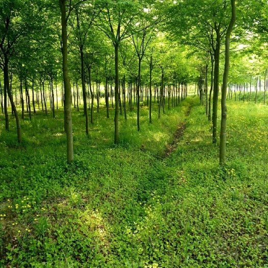 咸宁 供应朴树4一30公分粗 丛生朴树大小规格齐全园林绿化树行道