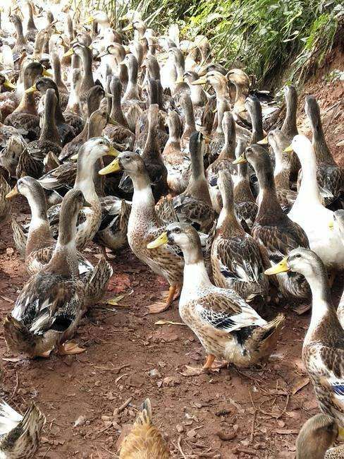 杂交鸭苗  苗场精品青头鸭苗，包打疫苗，代办托运，养殖技术全程指导，