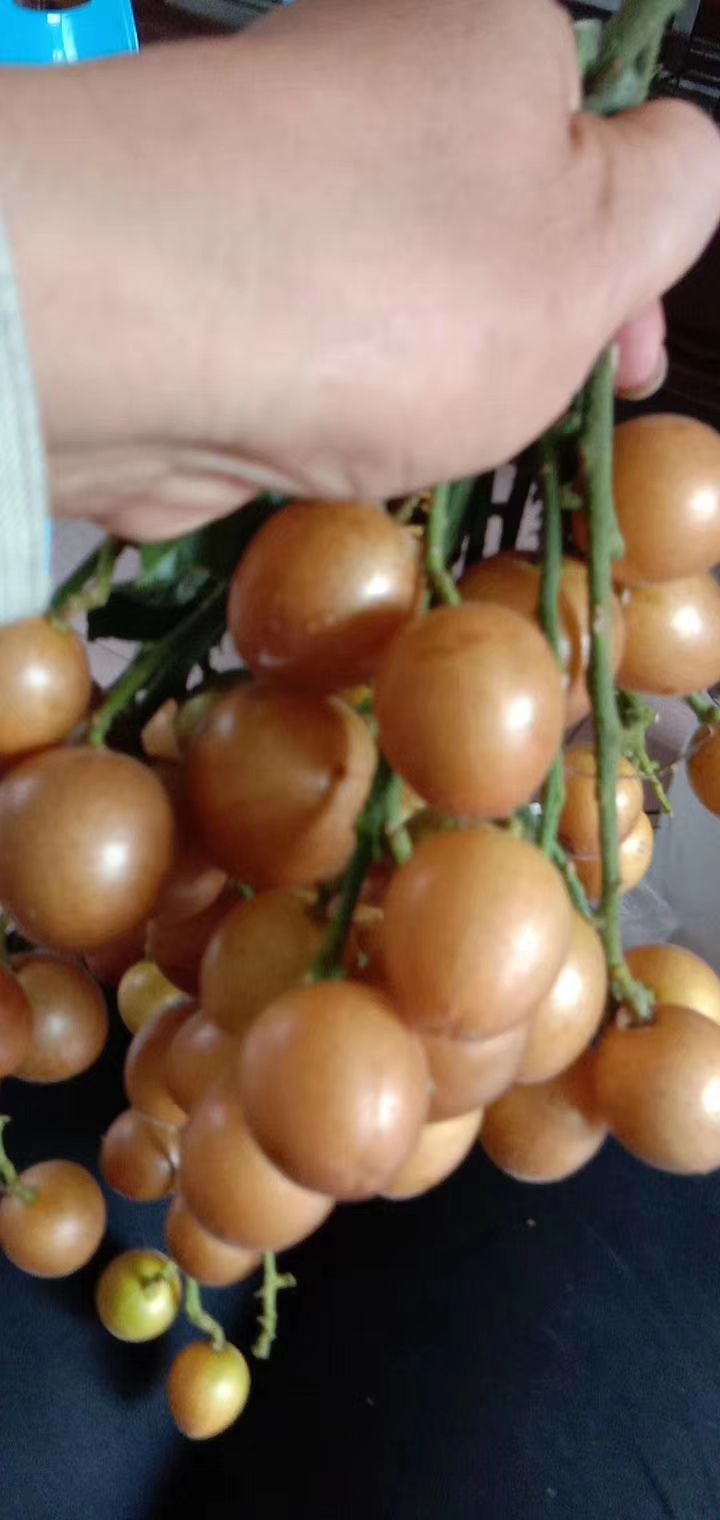 鸡心黄皮苗 黄皮品种，黑黄皮，鸡心黄皮，白糖黄皮，出世甜黄皮，无核黄皮等