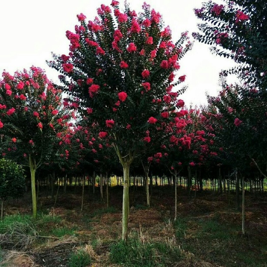 咸宁 基地直销紫薇 红花紫薇 百日红 大小规格齐全庭院园林行道树