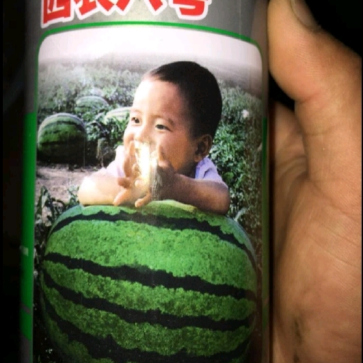 宿州西农8号西瓜苗  宿州洪伟育苗基地，诚信经营，质量信誉有保障！