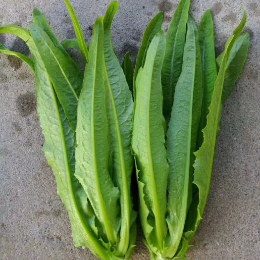 油麦菜种子  引进新一代甜油麦，甜脆无斑，无苦涩味