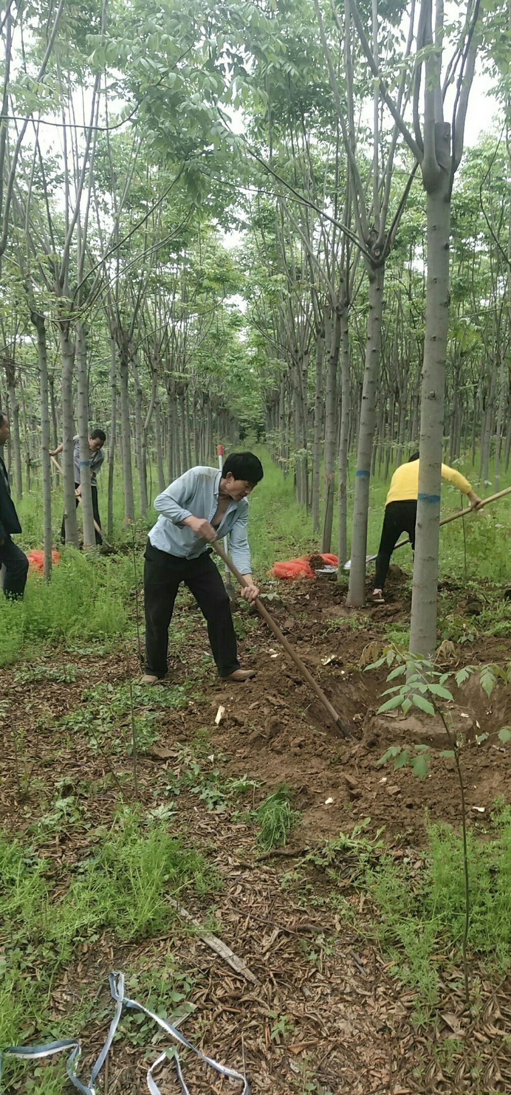  基地供应4一20公分粗黄山栾树北栾树园林绿化行道树庭院植物