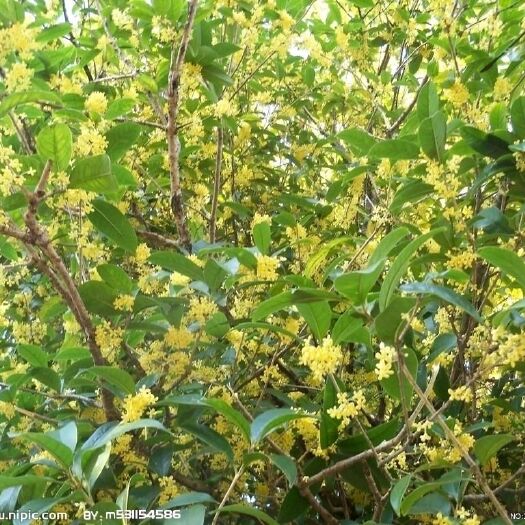 浦北县普通桂花树 普通桂花占地苗
