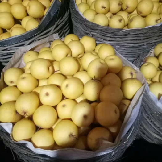 绥中县白梨 55mm以上 60-100g
