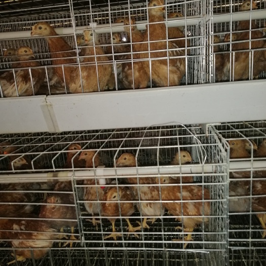 鹤壁土鸡苗 优质青年鸡