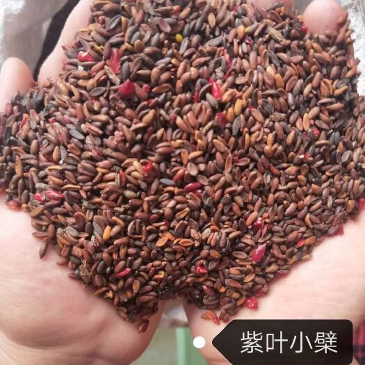  现种 紫叶小檗种子 红叶小檗籽 价格合理 欢迎前来实地订购