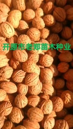 现种 京桃种子 景观看桃种子 林木绿化树种 实地看货订购