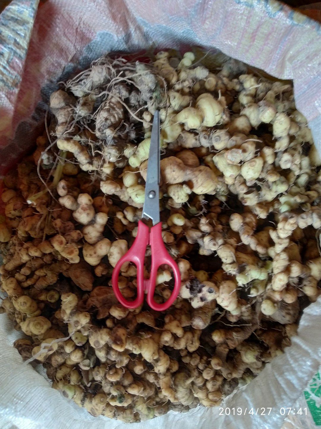 贵州铜仁无硫泡酒煲汤滋补食材生鲜姜形黄精干品鸡头黄精产地直发