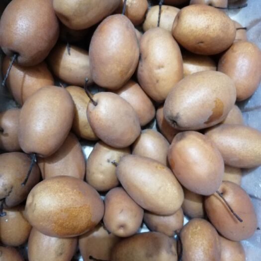洛宁县金沙梨 55mm以上 100-150g