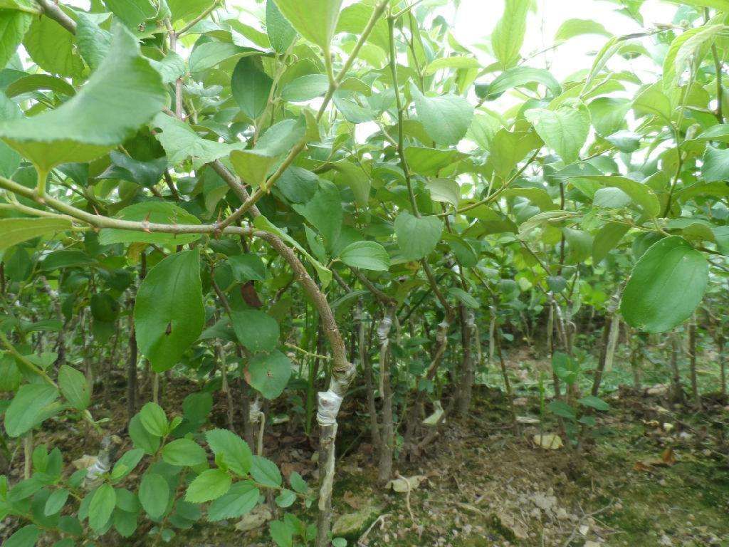 枣树苗  丝密枣苗  丝密枣苗 产量高 清甜 包邮