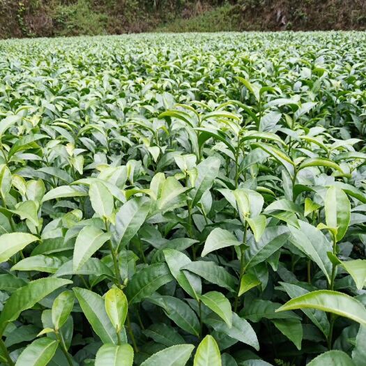三江县绿茶树苗  大批量绿化苗