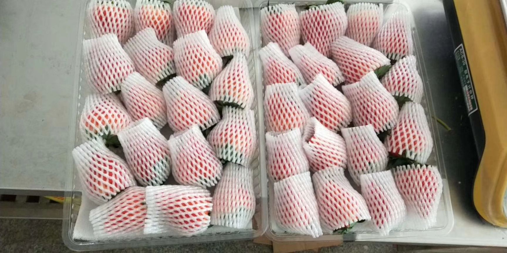  正宗丹东马家岗99草莓