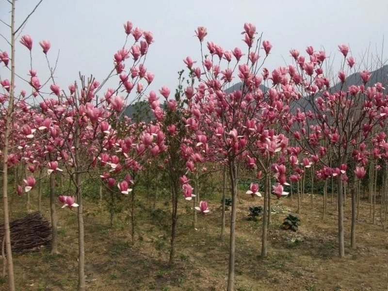 白玉兰苗  紫玉兰树苗红玉兰黄玉兰白玉兰花树苗嫁接盆栽地栽大型庭院绿化苗