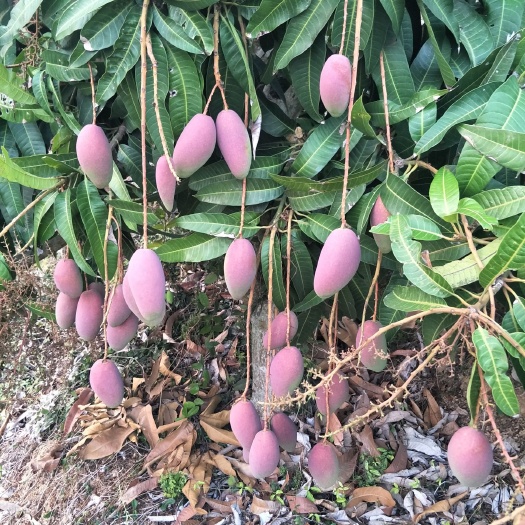 贵妃芒 海南省三亚市崖州区 一级果