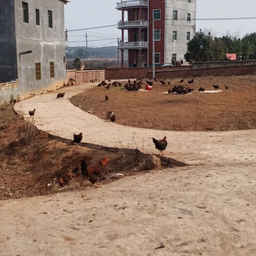  大量供应散养土咸鸡阉鸡