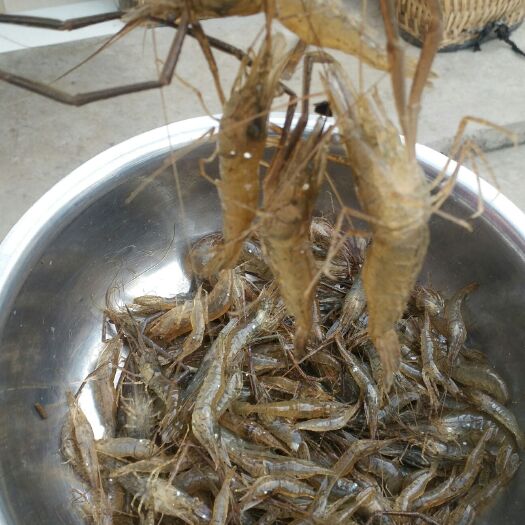 开阳县干河虾 贵州河虾柴火烘干淡水无盐500克包邮