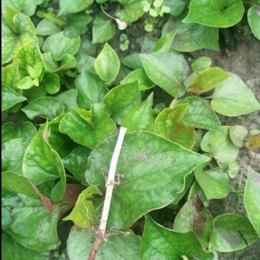 绥江县鱼腥草根 你好