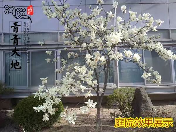 白玉兰苗  紫玉兰树苗红玉兰黄玉兰白玉兰花树苗嫁接盆栽地栽大型庭院绿化苗