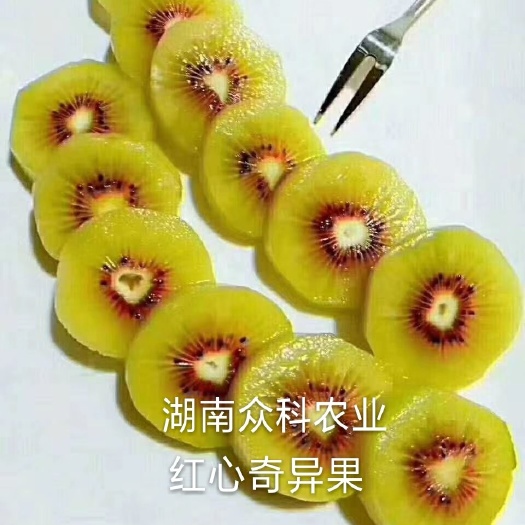 隆回县猕猴桃苗  猕猴桃芽苗，猕猴桃小苗，猕猴桃半成品