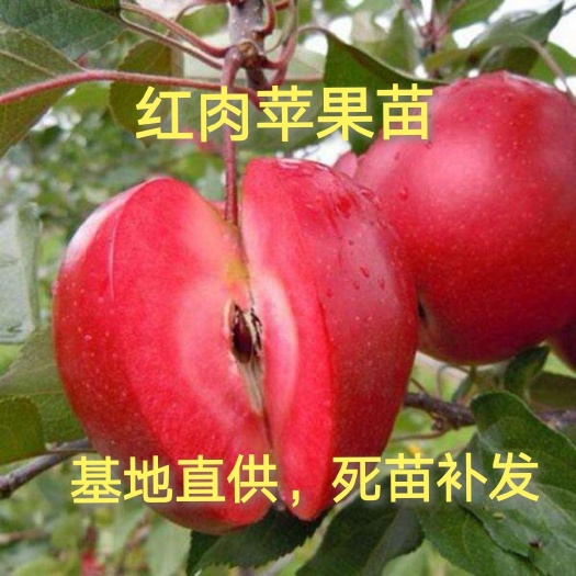 平邑县红肉苹果树苗，抗寒，抗旱，丰产，9月中下旬成熟，三包发货