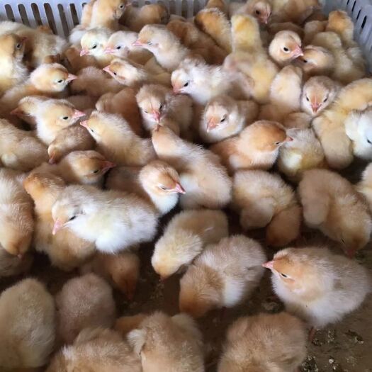 南宁三黄鸡苗 三黄鸡