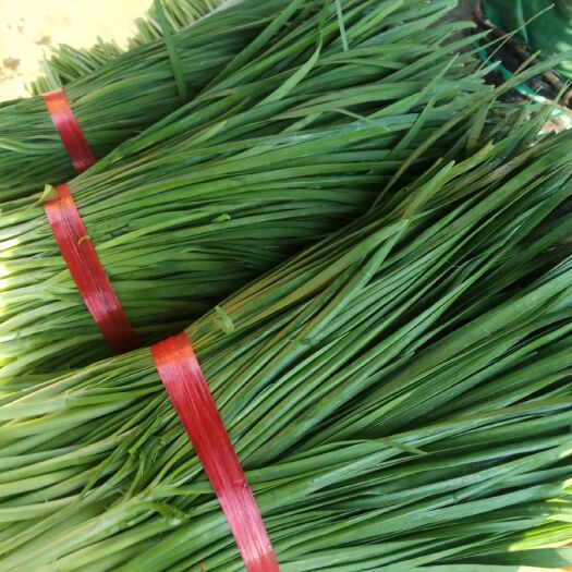 佛山大叶韭菜 新鲜无干叶，粗，壮，颜色绿