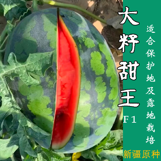 樟树市 大果甜王西瓜种子大籽中熟抗重茬种旺甜瓜早熟花皮双红高糖50克