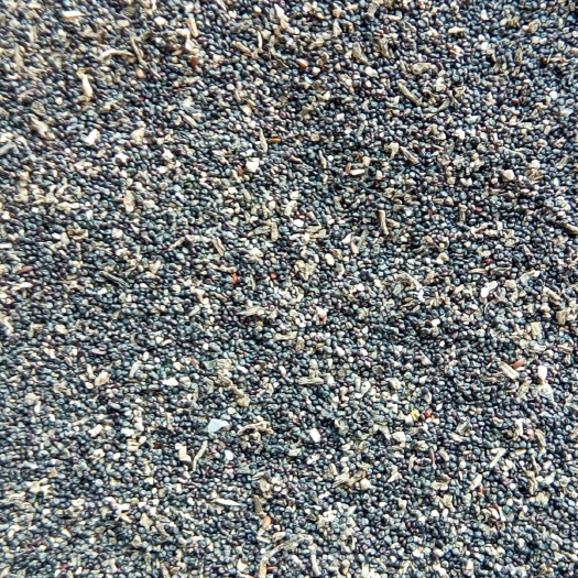 博野县马齿苋种子 新马齿见种子