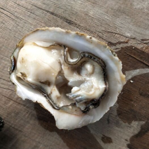 湛江湛江牡蛎 海水 1-2两/只 鲜活水产