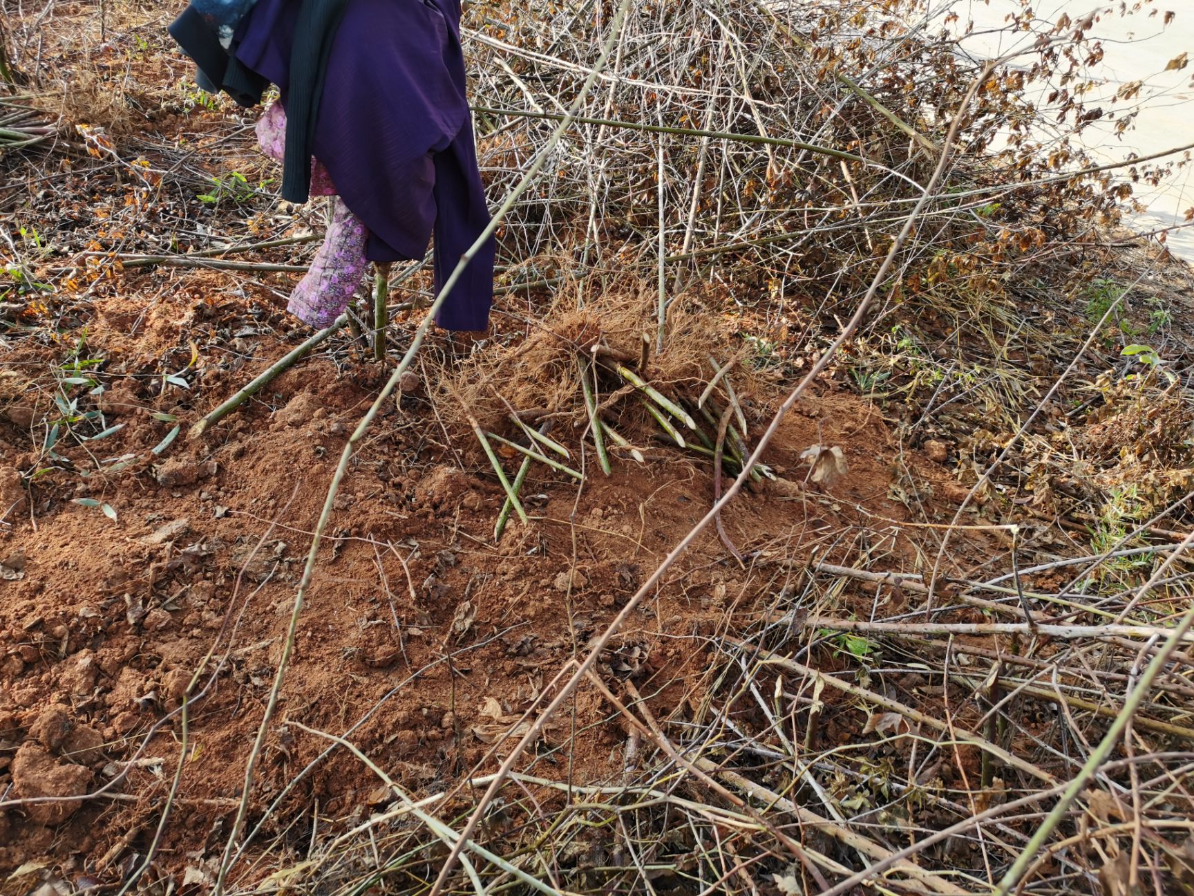 掌叶覆盆子苗 正宗浙江甜7叶5叶