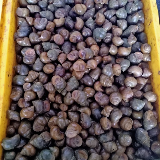 肇庆30～50个/斤中小厚壳田螺，新鲜没青苔热卖中。