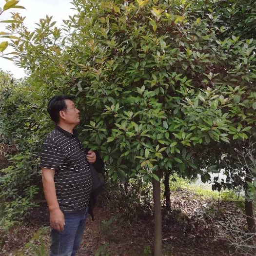 孝昌县 红叶石楠