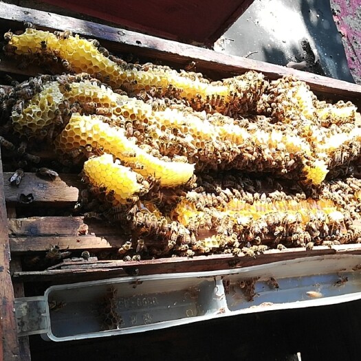 陆丰市 农家果园蜂蜜，天然，新年优惠价