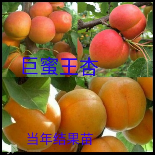 平邑县巨蜜王杏树苗 巨蜜王杏 果大 甜度高 南北适宜 现挖发货 包结果 品种对版