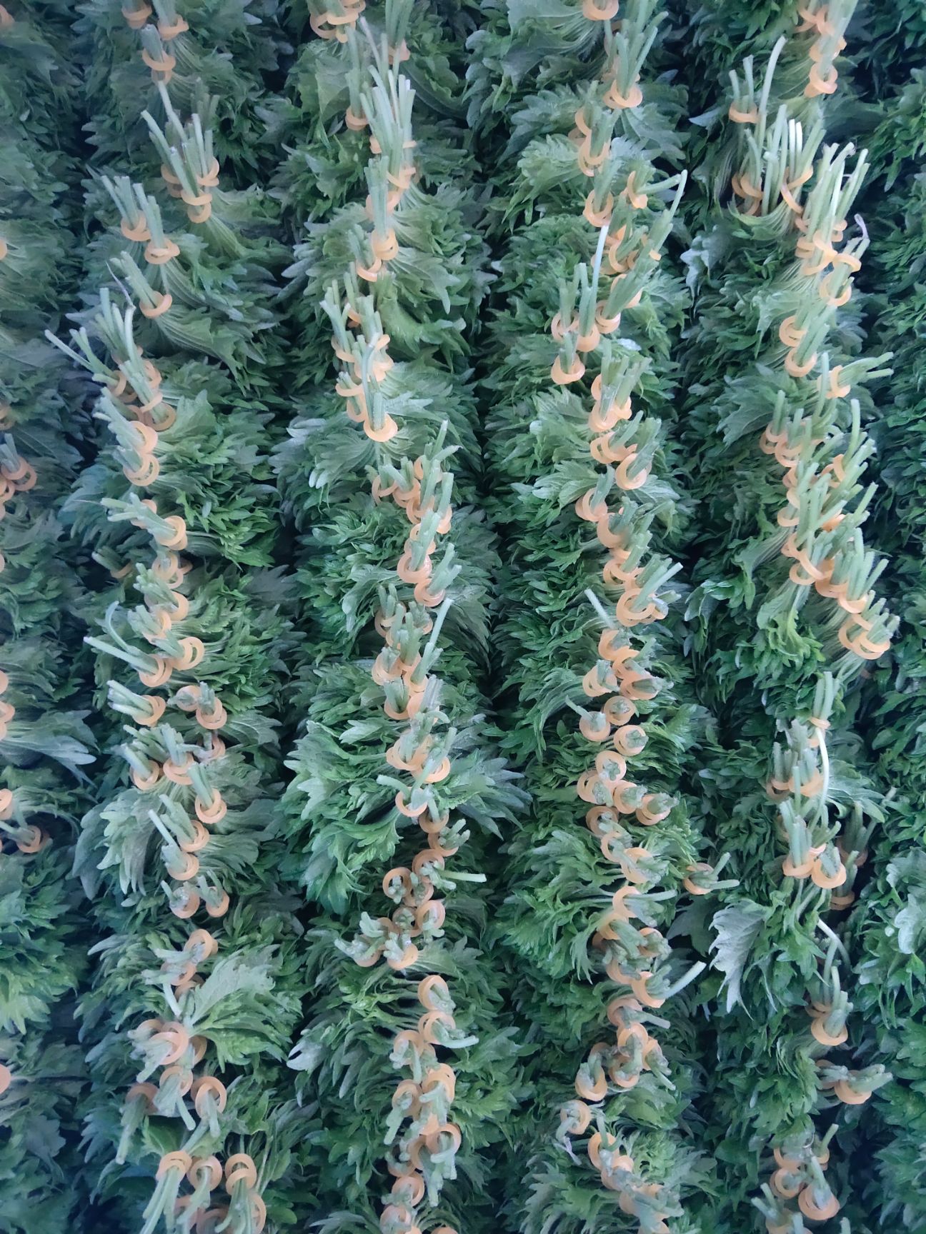 新鲜紫苏  新鲜苏子叶日本大叶紫苏叶料理刺身装饰摆盘用