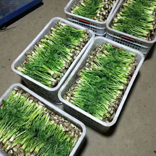 新宾县刺老芽 常年鲜货批发供应