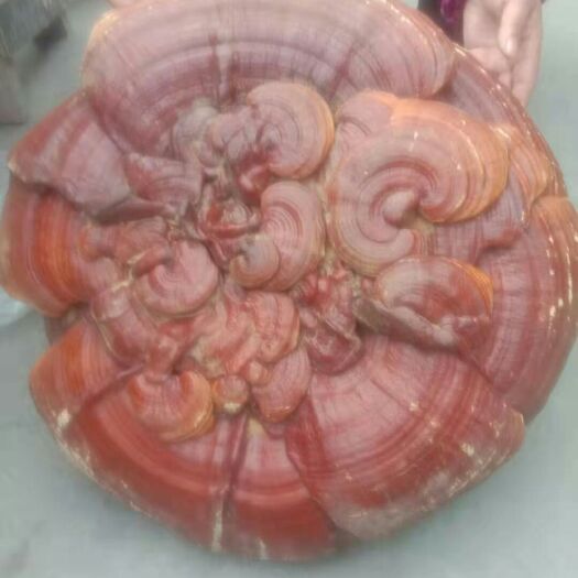 宁强县 大灵芝