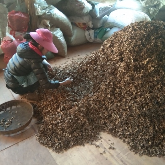 漾濞县专业批发云南大理核桃分心木